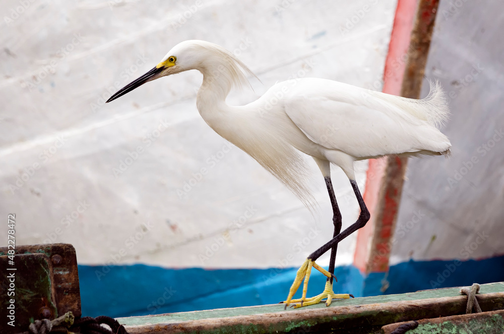 Obraz premium Snowy egret (Egretta thula) walking on boat