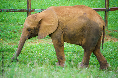 Adult elephant in a natural environment with a green background and nature around