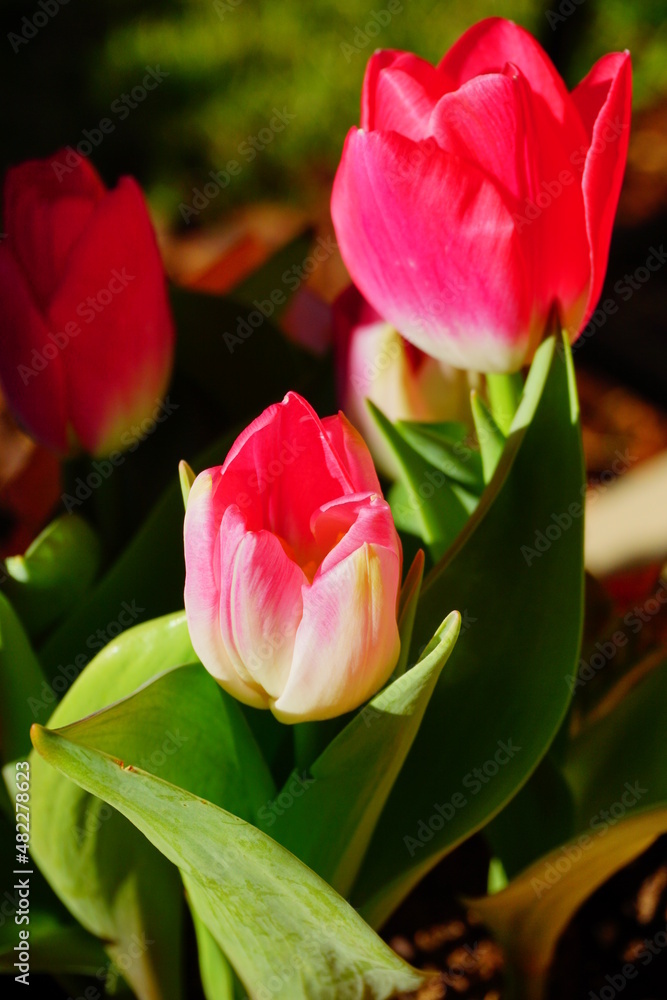 pink tulip flower bloom in winter of Florida pink tulip flower bloom in winter of Florida