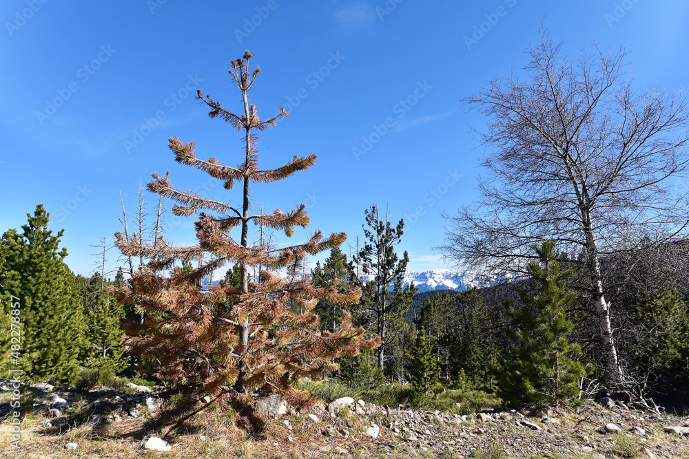 Spanien - Katalonien - Lles de Cerdanya - Umland Spanien - Katalonien - Lles de Cerdanya - Umland