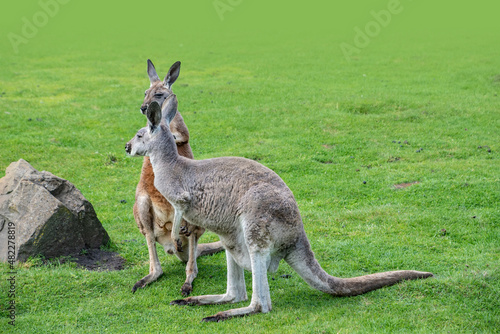 Canvas-taulu Macropus giganteus - Eastern Grey Kangaroo marsupial found in eastern third of Australia, also known as the great grey kangaroo and the forester kangaroo