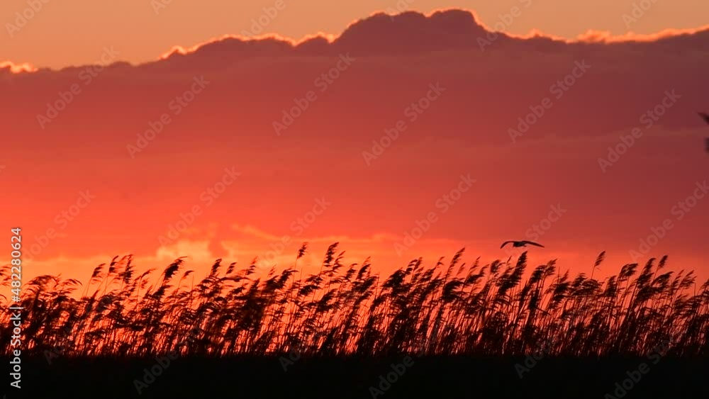Time lapse sunset landscape. The reeds sway in the wind. Silhouettes of flying birds. Footage timelapse. Time lapse sunset landscape. The reeds sway in the wind. Silhouettes of flying birds. Footage timelapse.