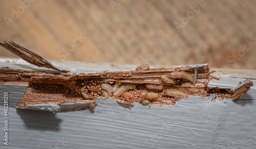 Dry wood termites eating wood with evidence of frass photo