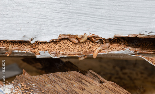 Dry wood termites eating wood with evidence of frass