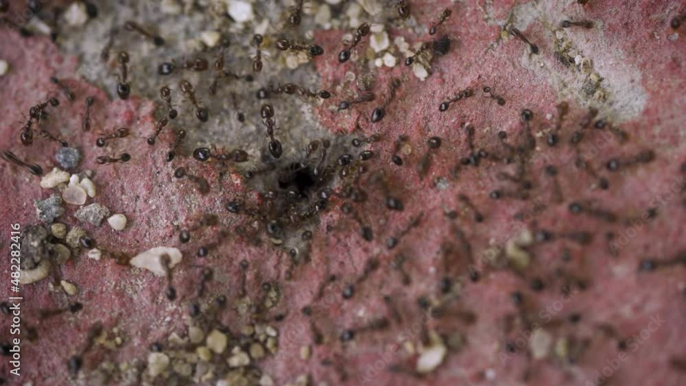 Ants gather to eat and the queen appears from the ant house Ants gather to eat and the queen appears from the ant house
