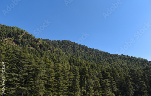 Beautiful himalayan cedar or cedrus deodara forest scenery clear blue sky photo