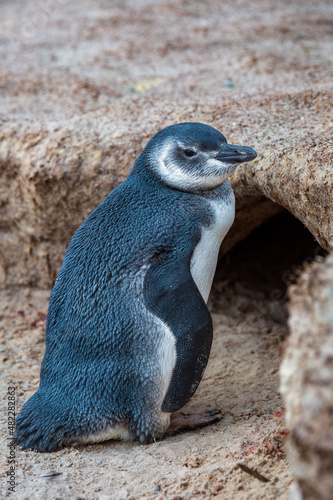 Lone Juvenile Magellanic penguin at Volunteer Point, Falkland Islands
