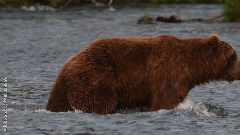 Brown bear fishing for salmon. Brown bear chasing sockeye salmon at a river. Kamchatka brown bear, scientific name: Ursus Arctos Piscator. Natural habitat. Kamchatka, Russia. Brown bear fishing for salmon. Brown bear chasing sockeye salmon at a river. Kamchatka brown bear, scientific name: Ursus Arctos Piscator. Natural habitat. Kamchatka, Russia.
