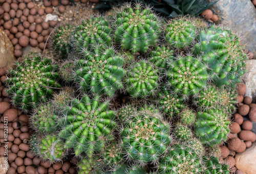 High angle view of Echinopsis calochlora cactus growth in the garden. Echinopsis cactus they are fairly easy to grow and are extremely well adapted to drought.