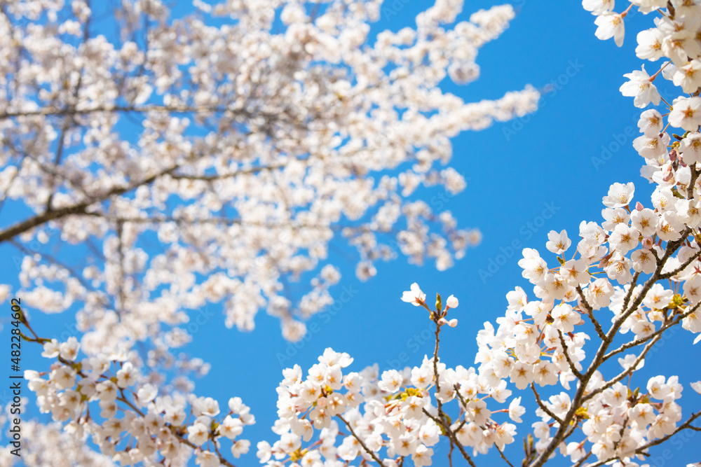 Background image of cherry blossoms in full bloom and blue sky in spring Background image of cherry blossoms in full bloom and blue sky in spring
