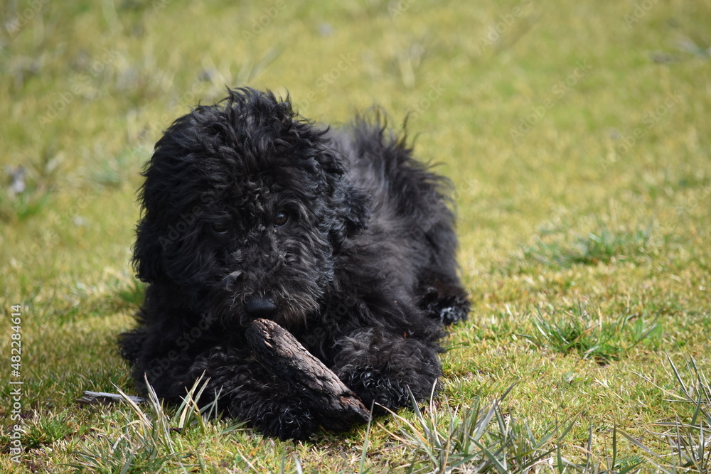 Poodle chewing on a stick