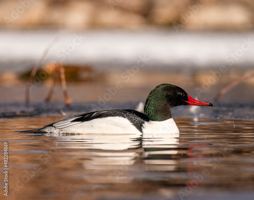 Common merganser (Mergus merganser) swimming on pond Colorado, USA