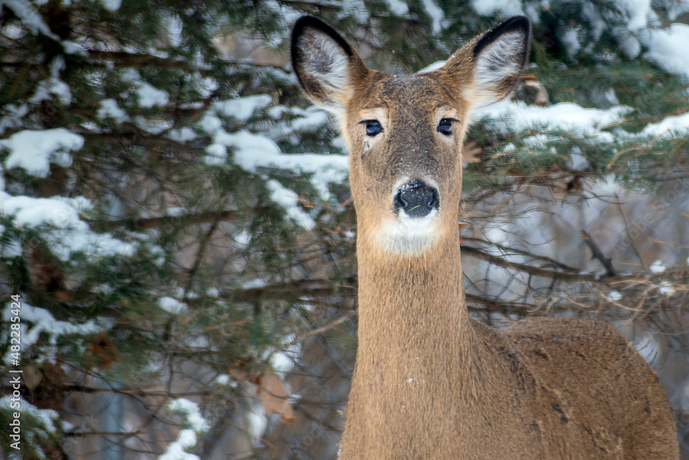Whitetail Deer doe - close portrait in a winter setting Whitetail Deer doe - close portrait in a winter setting