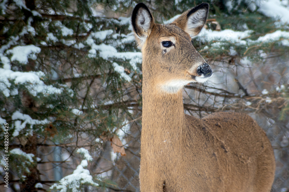 Whitetail Deer doe - close portrait in a winter setting