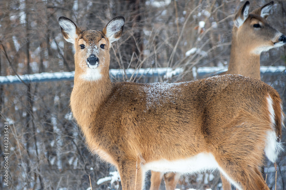 Obraz premium Whitetail Deer doe - close portrait in a winter setting
