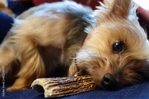 Fotografie Yorkie chewing deer antler