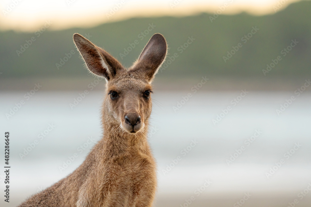 Fototapeta premium Eastern Grey Kangaroo (Macropus giganteus) on beach, Cape Hillsborough, Queensland, Australia.