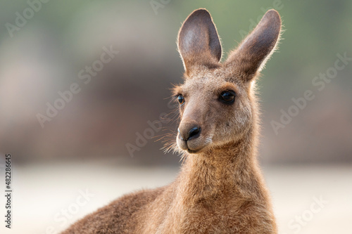 Eastern Grey Kangaroo (Macropus giganteus) on beach, Cape Hillsborough, Queensland, Australia. photo