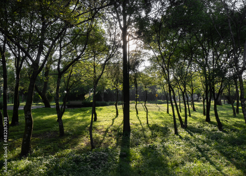 Sunset in a public park with trees casting its shadows on the ground. Sunset in a public park with trees casting its shadows on the ground.