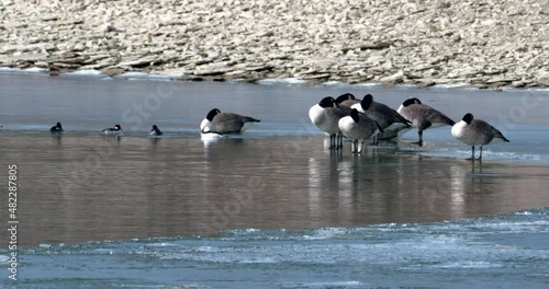 male and female buffleheads dive in icy waters with geese refusing to watch the action photo