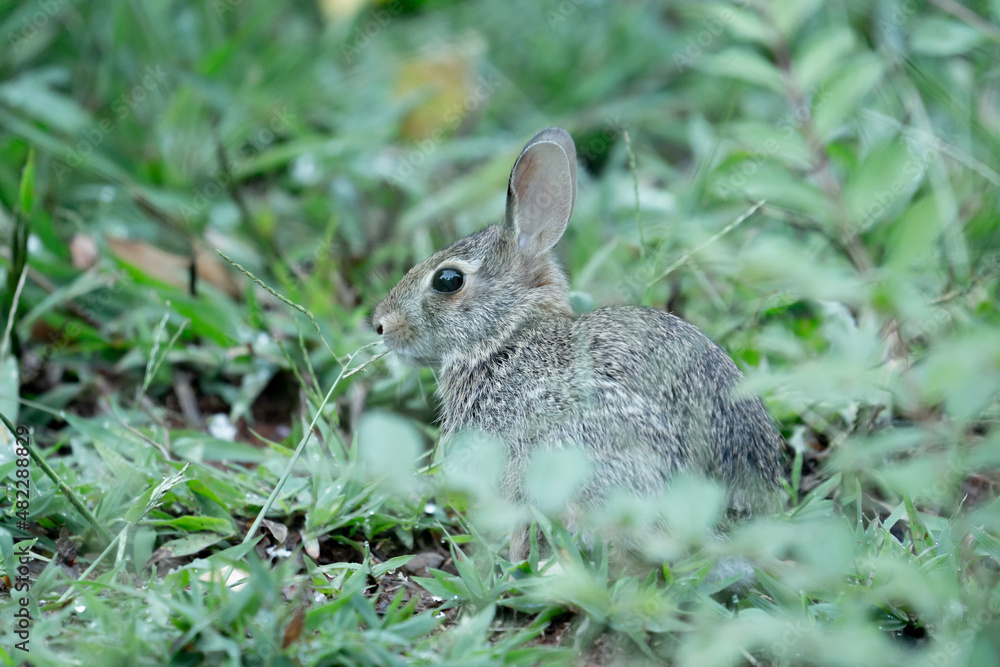 An eastern cottontail rabbit sits perfectly still among the green low growing garden foliage as to not alert a predator of their presence, its ears rotating to locate the sound as its large eyes scan An eastern cottontail rabbit sits perfectly still among the green low growing garden foliage as to not alert a predator of their presence, its ears rotating to locate the sound as its large eyes scan