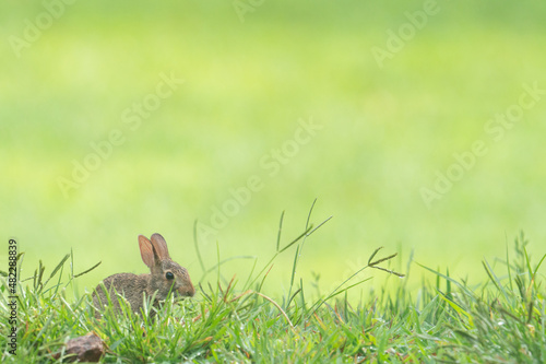 Cute baby rabbit Eastern Cottontail species with big ears native to North America on top of hill on green grass open field in the early March April spring Easter season © _ _