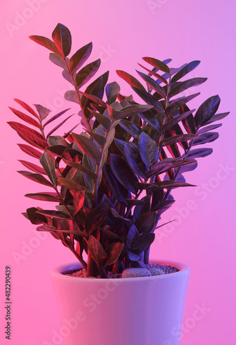 Large pots and colorful lights.