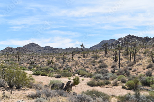 Joshua trees in the desert