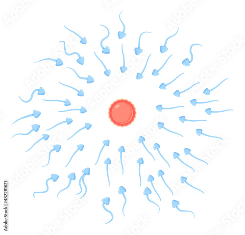 spermatozoa moves to egg sell. Fertilization, reproduction, insemination concept. Illustration isolated on white in flat cartoon style