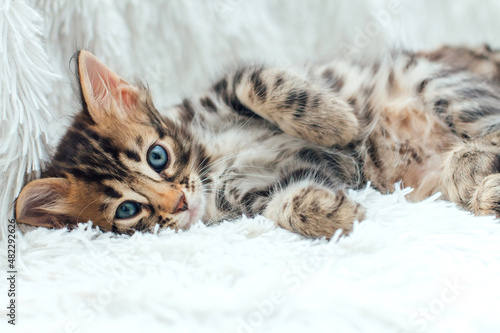 Three cute bengal kittens laying on a furry white blanket.