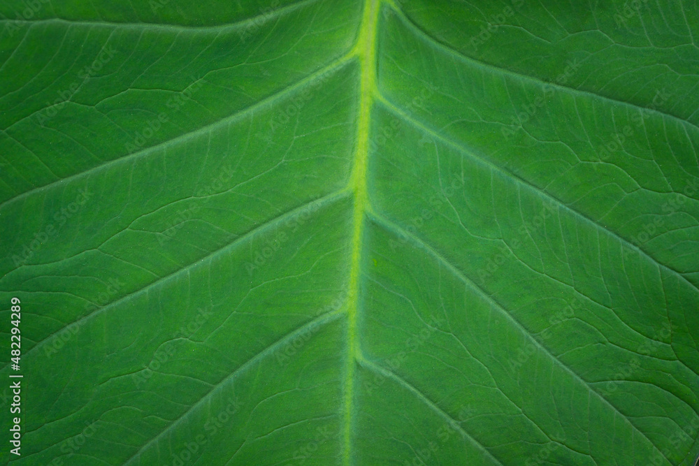 Close up of green leaf pattern Close up of green leaf pattern