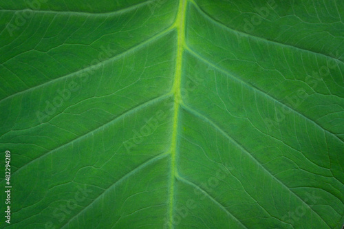 Close up of green leaf pattern