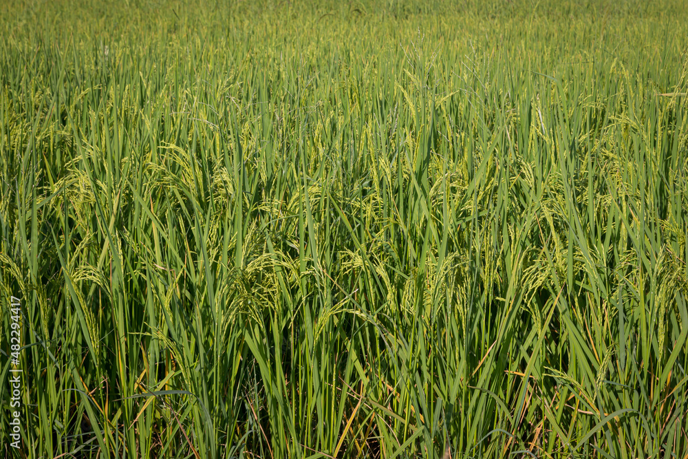 green rice fields are blooming green rice fields are blooming