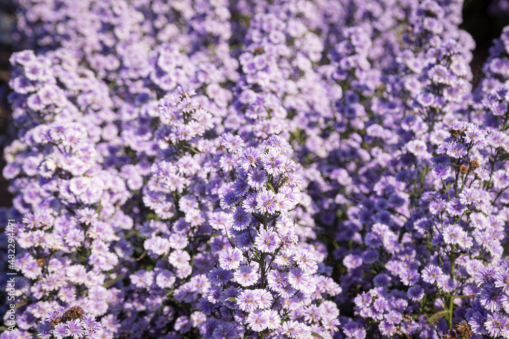 Fototapeta premium Purple margaret flowers (Michaelmas Daisy) are blooming beautifully