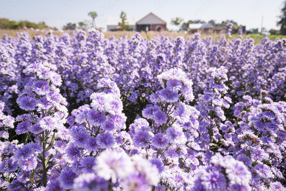 Obraz premium Purple margaret flowers (Michaelmas Daisy) are blooming beautifully
