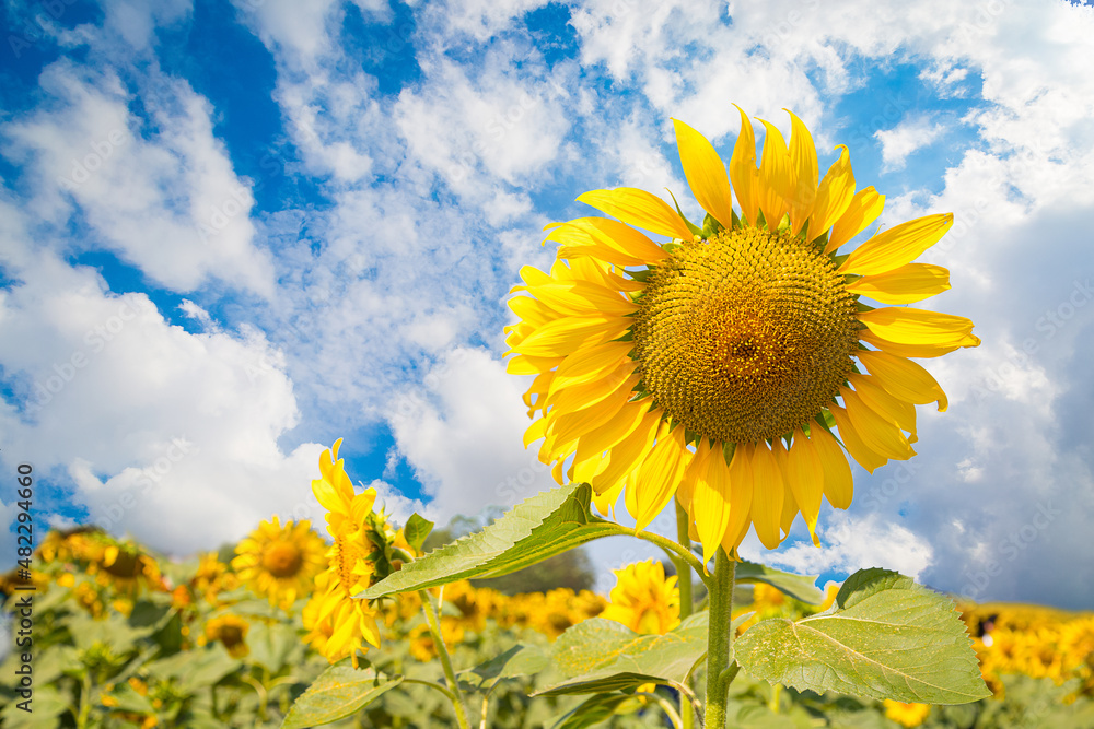 Sunflowers field landscape close-up on a background of blue sky Sunflowers field landscape close-up on a background of blue sky