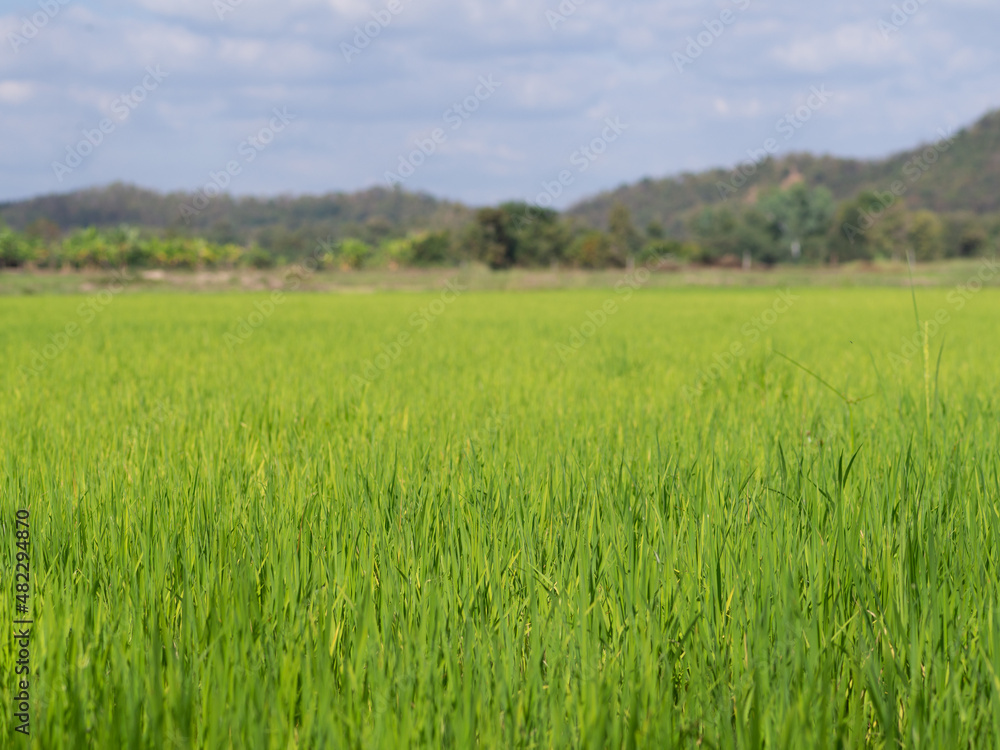 Single yellow white grass flower