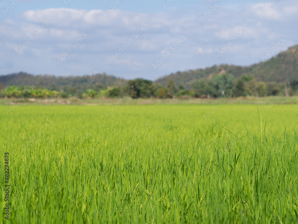 Single yellow white grass flower