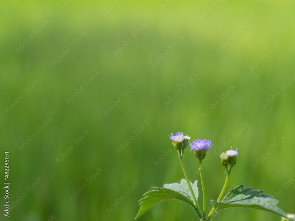 Single yellow white grass flower Single yellow white grass flower