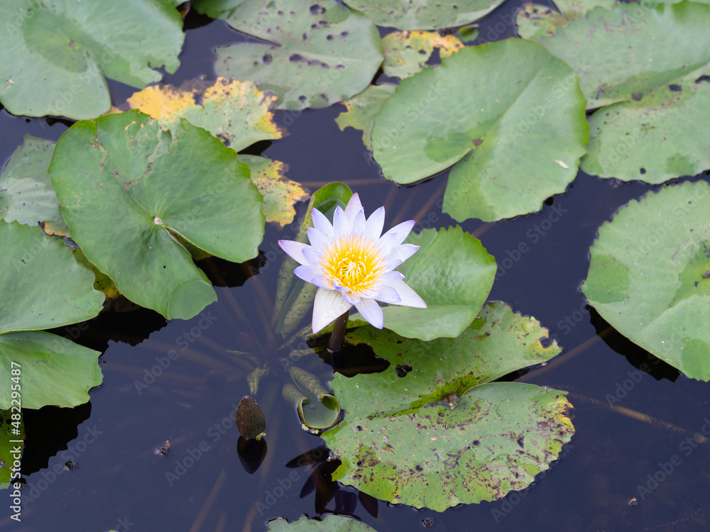 Lotus and lotus leaves in the water basin Lotus and lotus leaves in the water basin