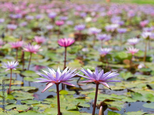 Lotus and lotus leaves in the water basin