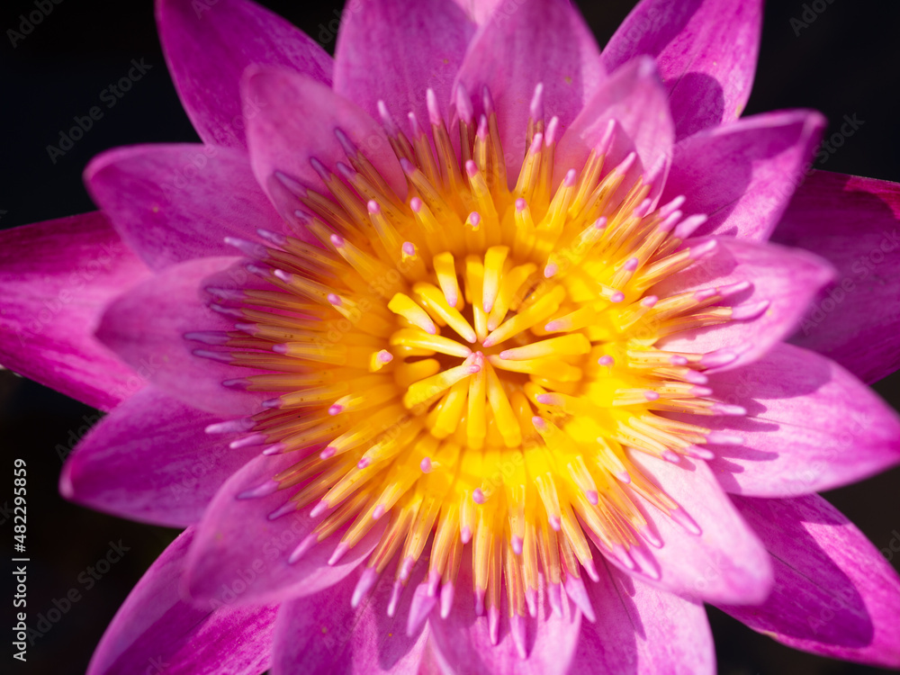 Purple lotus and yellow pollen Purple lotus and yellow pollen