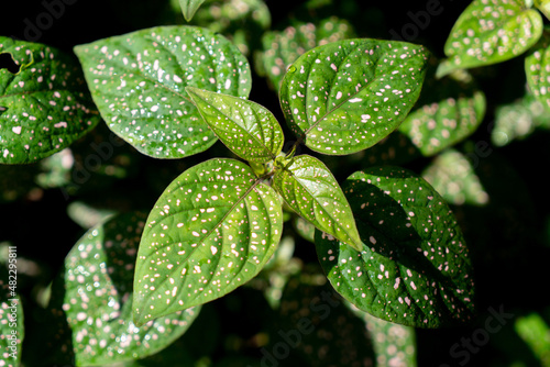 Polka dot plant Hypoestes phyllostachya - green plant with spots on leaves. Ornamental garden plants. Nature background