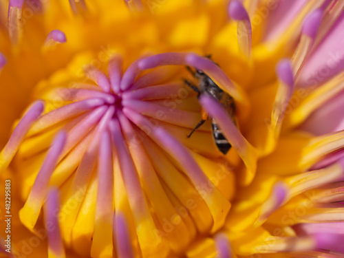 Bee with yellow lotus pollen