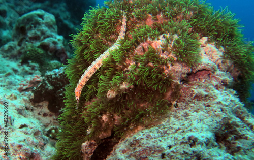 A Schultz pipefish on soft corals Panagsama beach Cebu Philippines  photo