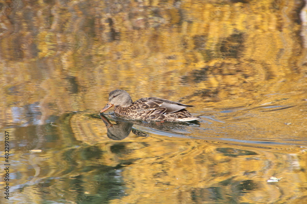 duck in the water, William Hawrelak Park, Edmonton, Alberta duck in the water, William Hawrelak Park, Edmonton, Alberta