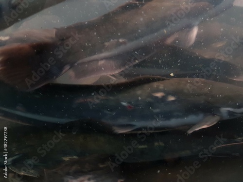 underwater of catfish on the river