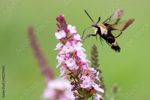 Hummingbird Moth on Butterfly Bush