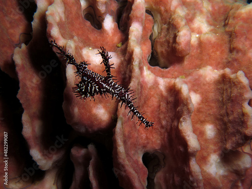 A black Ornate ghost pipefish Boracay Philippines photo