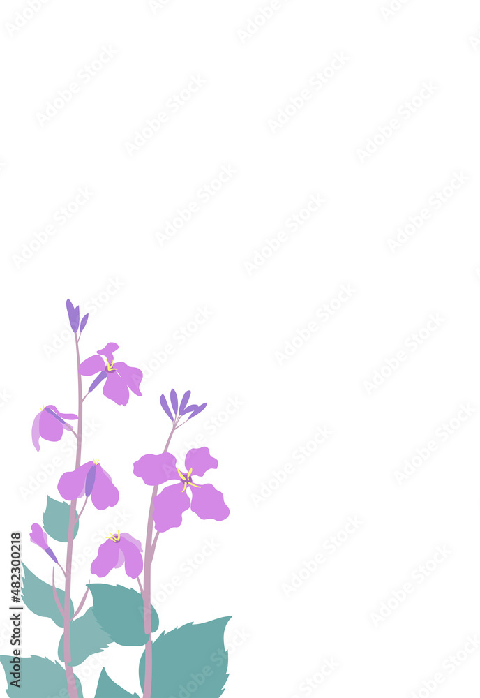 ムラサキハナナ(紫花菜)ショカツサイ(諸葛菜)花大根のイラストフレーム はがきサイズ縦型 ムラサキハナナ(紫花菜)ショカツサイ(諸葛菜)花大根のイラストフレーム はがきサイズ縦型